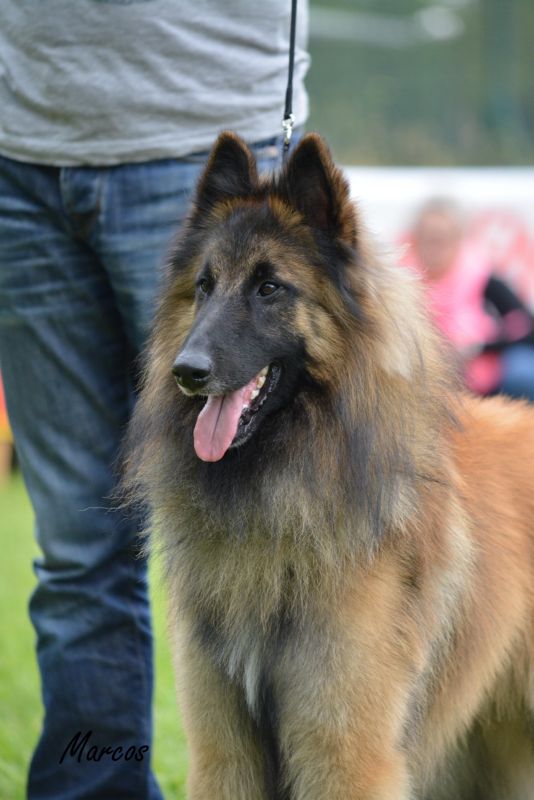 44-PHOENIX DEL CLAM_U (1)